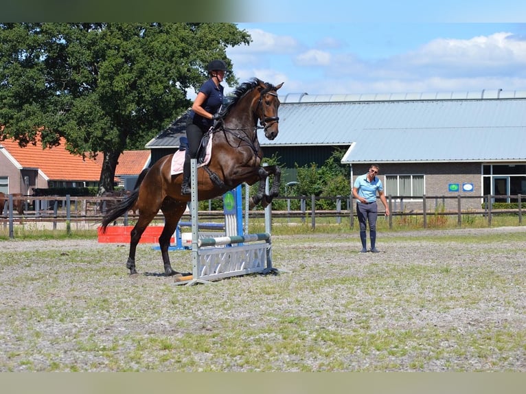 KWPN Wallach 11 Jahre 178 cm Dunkelbrauner in Zevenhoven