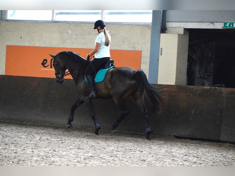 KWPN Wallach 11 Jahre 178 cm Dunkelbrauner in Zevenhoven