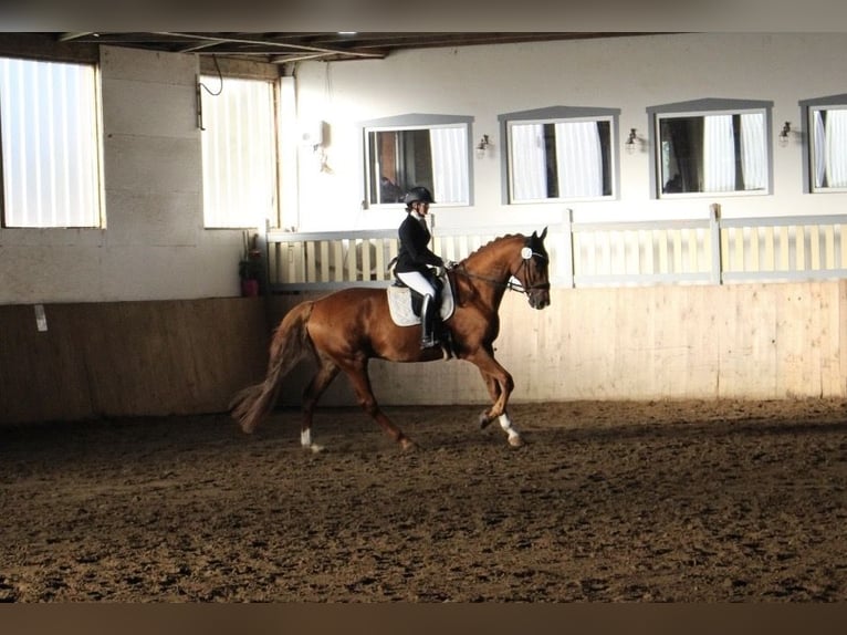 KWPN Wallach 11 Jahre 178 cm Fuchs in Brokdorf