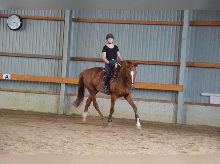 KWPN Wallach 11 Jahre 178 cm Fuchs in Herzhorn