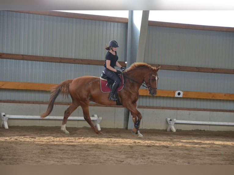 KWPN Wallach 11 Jahre 178 cm Fuchs in Herzhorn