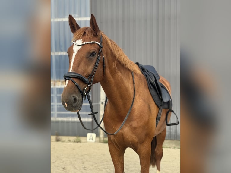 KWPN Wallach 11 Jahre 178 cm Fuchs in Herzhorn