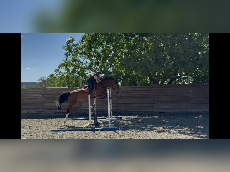 KWPN Wallach 11 Jahre 178 cm Rotbrauner in Ajka