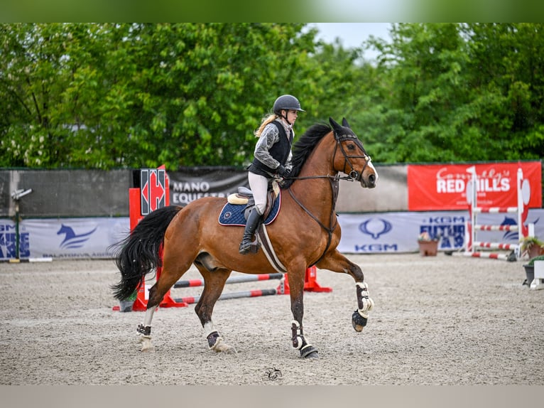 KWPN Wallach 11 Jahre 178 cm Rotbrauner in Ajka