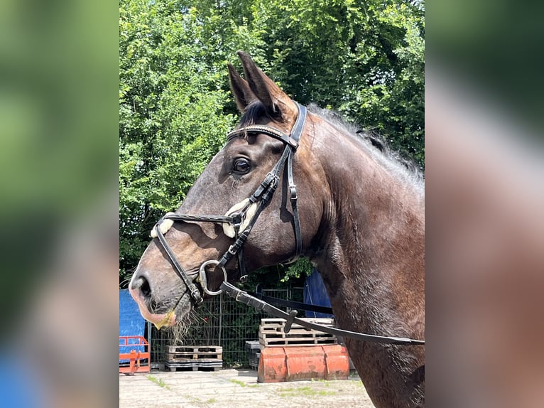 KWPN Wallach 11 Jahre 180 cm Rappe in Alpen