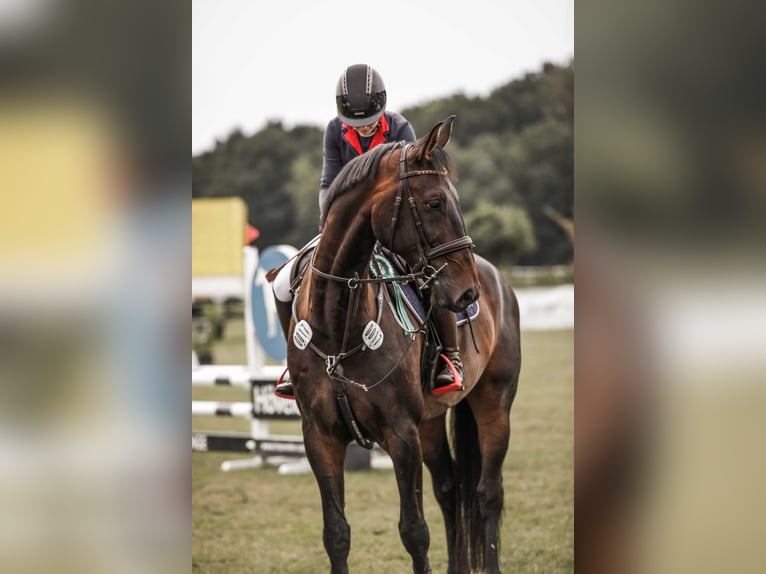 KWPN Wallach 11 Jahre 180 cm Schwarzbrauner in Tönning