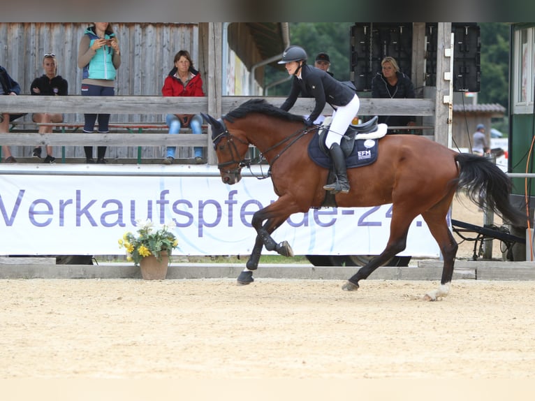 KWPN Wallach 11 Jahre 182 cm Brauner in Schladming