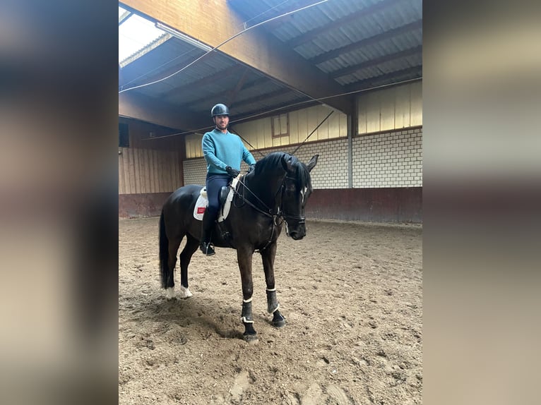 KWPN Wallach 11 Jahre 188 cm Rappe in Madrid