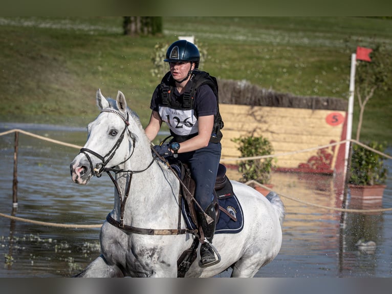 KWPN Wallach 11 Jahre Schimmel in Farra di Soligo