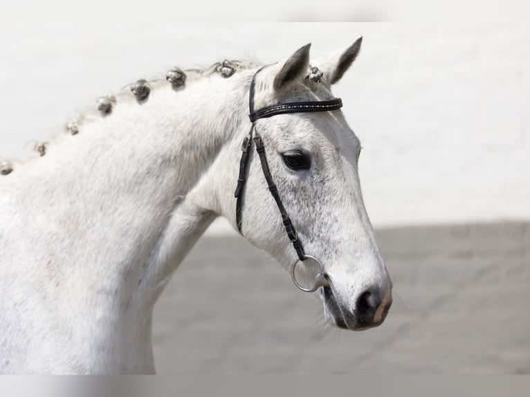 KWPN Wallach 12 Jahre 158 cm White in Heerde