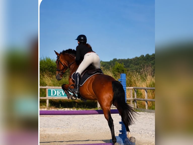 KWPN Wallach 12 Jahre 163 cm Brauner in Isère