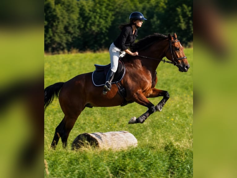 KWPN Wallach 12 Jahre 163 cm Brauner in Isère