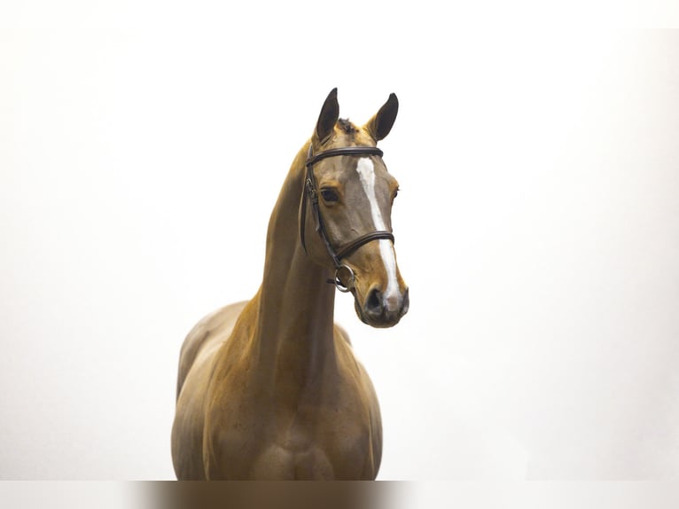 KWPN Wallach 12 Jahre 163 cm Brauner in Waddinxveen