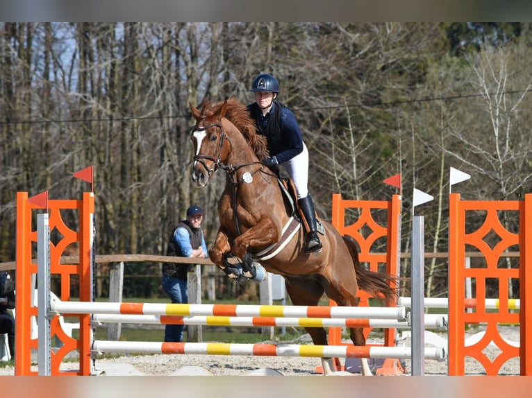 KWPN Wallach 12 Jahre 164 cm Dunkelfuchs in Eschweiler