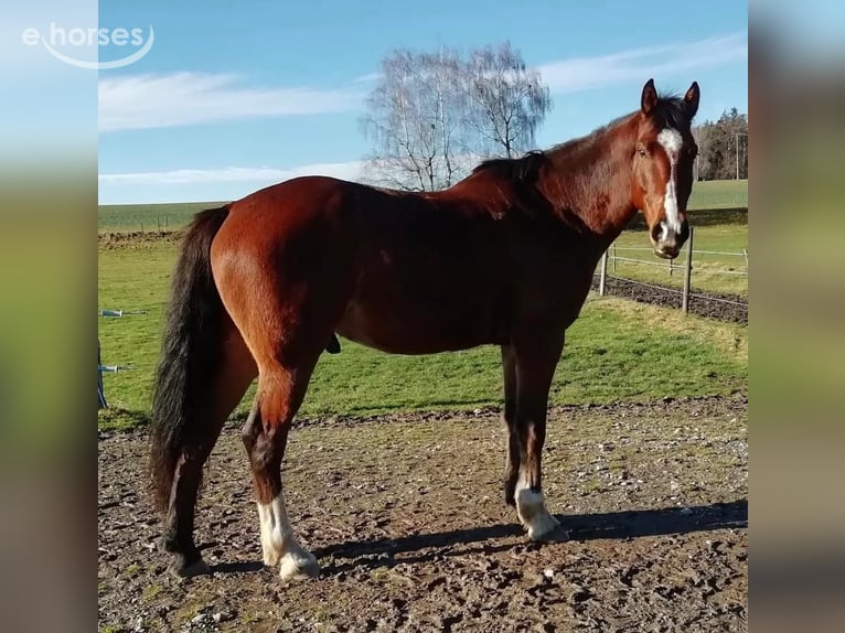 KWPN Wallach 12 Jahre 165 cm Brauner in Baindt
