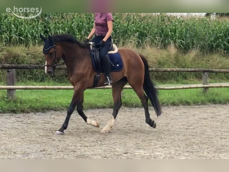 KWPN Wallach 12 Jahre 165 cm Brauner in Baindt