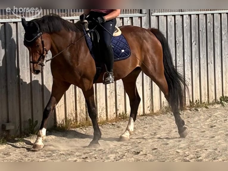 KWPN Wallach 12 Jahre 165 cm Brauner in Baindt