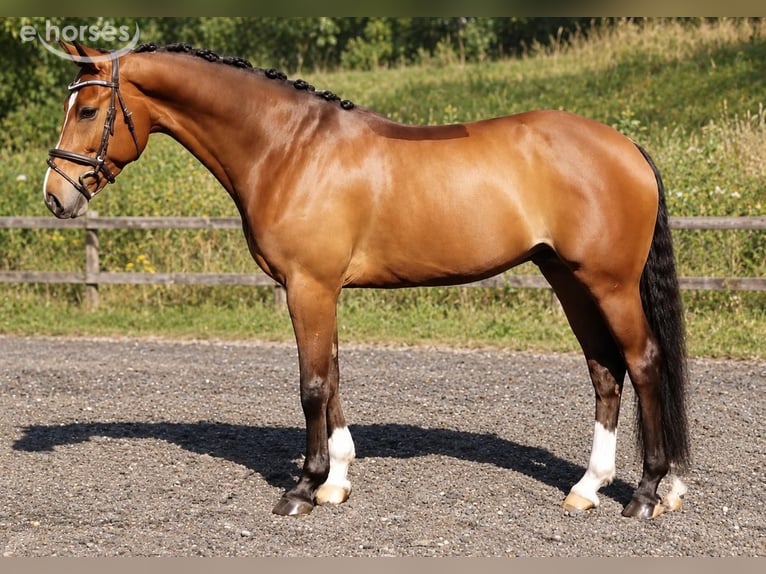 KWPN Wallach 12 Jahre 165 cm Brauner in Baindt