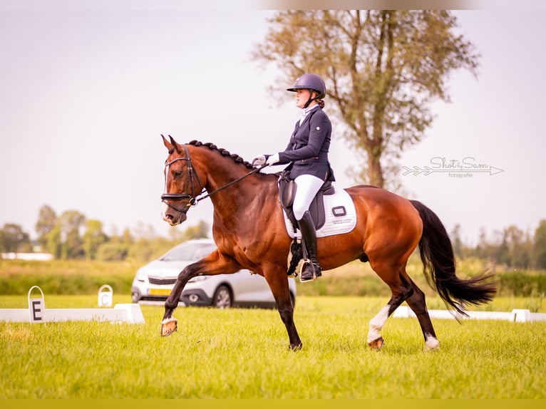 KWPN Wallach 12 Jahre 165 cm Brauner in Harlingen