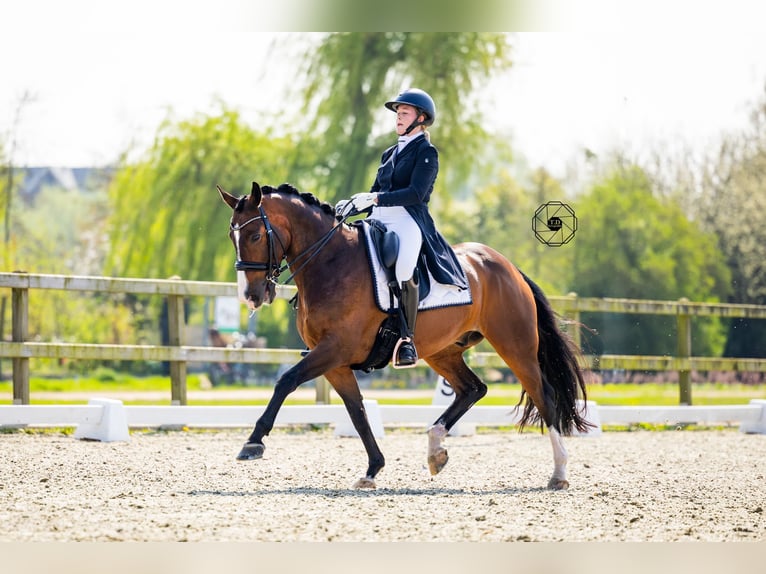 KWPN Wallach 12 Jahre 165 cm Brauner in Harlingen
