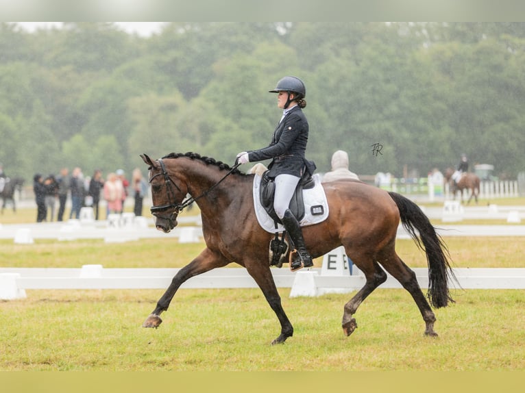 KWPN Wallach 12 Jahre 165 cm Brauner in Harlingen