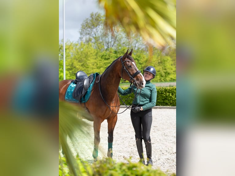 KWPN Wallach 12 Jahre 165 cm Brauner in Harlingen