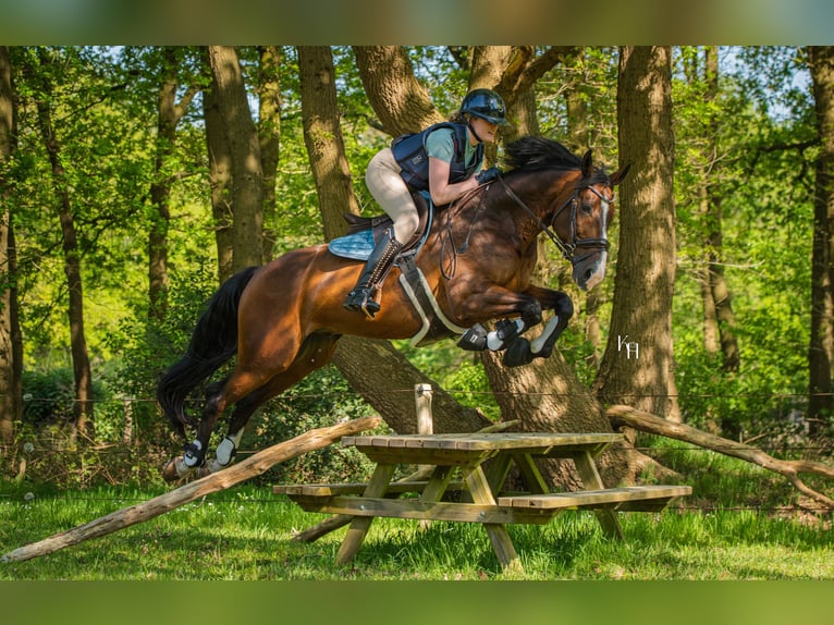 KWPN Wallach 12 Jahre 165 cm Brauner in Harlingen