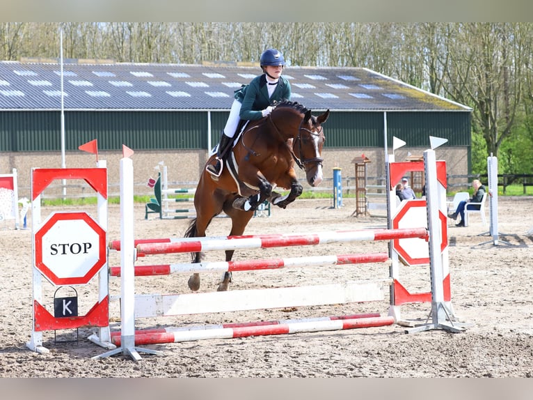 KWPN Wallach 12 Jahre 165 cm Brauner in Harlingen