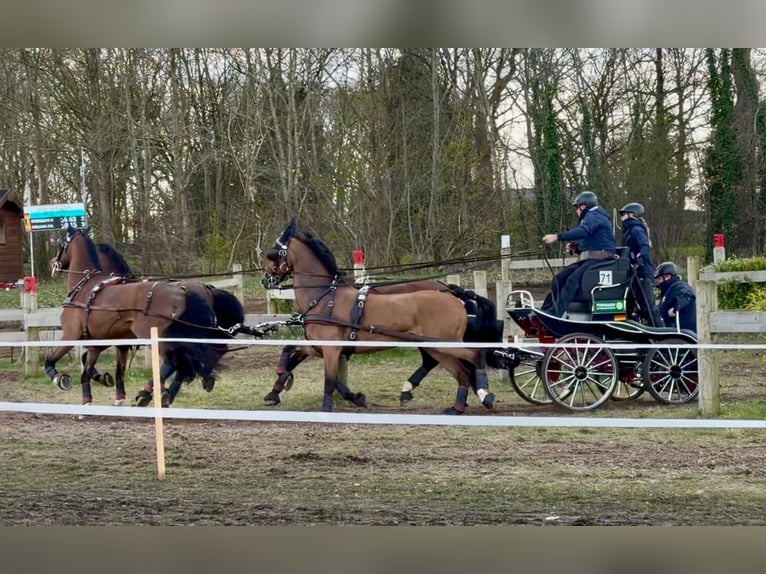 KWPN Wallach 12 Jahre 165 cm Brauner in Langerwehe