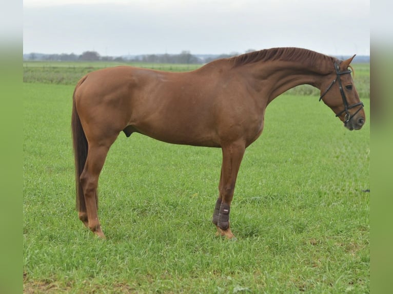 KWPN Wallach 12 Jahre 165 cm Fuchs in Geilenkirchen
