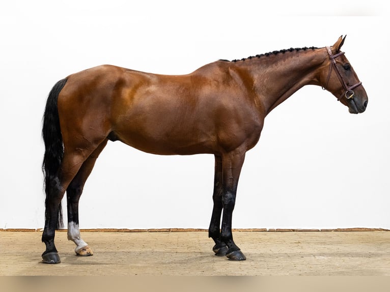 KWPN Wallach 12 Jahre 166 cm Brauner in Waddinxveen