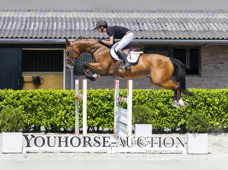 KWPN Wallach 12 Jahre 166 cm Brauner in Waddinxveen
