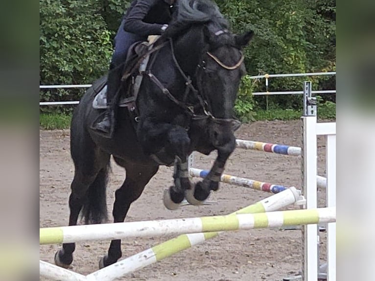 KWPN Wallach 12 Jahre 167 cm Rappe in Durmersheim