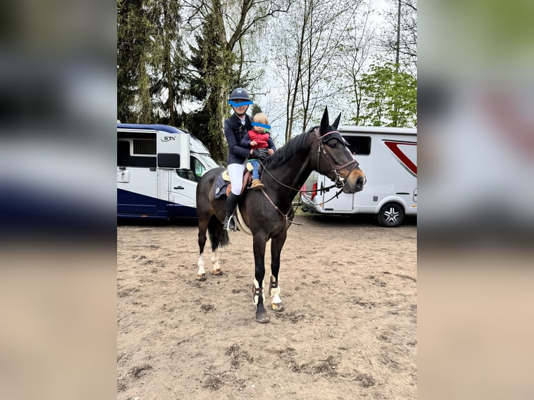 KWPN Wallach 12 Jahre 168 cm Brauner in Neritz
