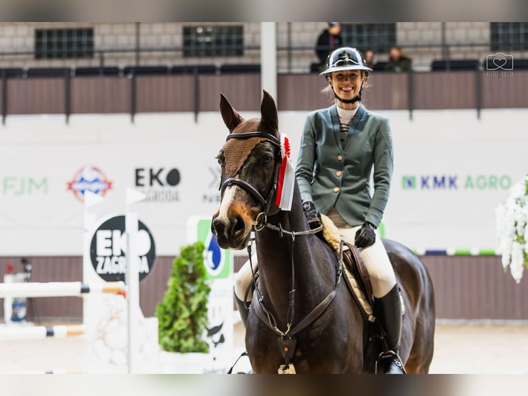 KWPN Wallach 12 Jahre 168 cm Dunkelbrauner in Poznan