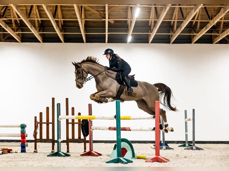 KWPN Wallach 12 Jahre 168 cm Fuchs in Przemocze