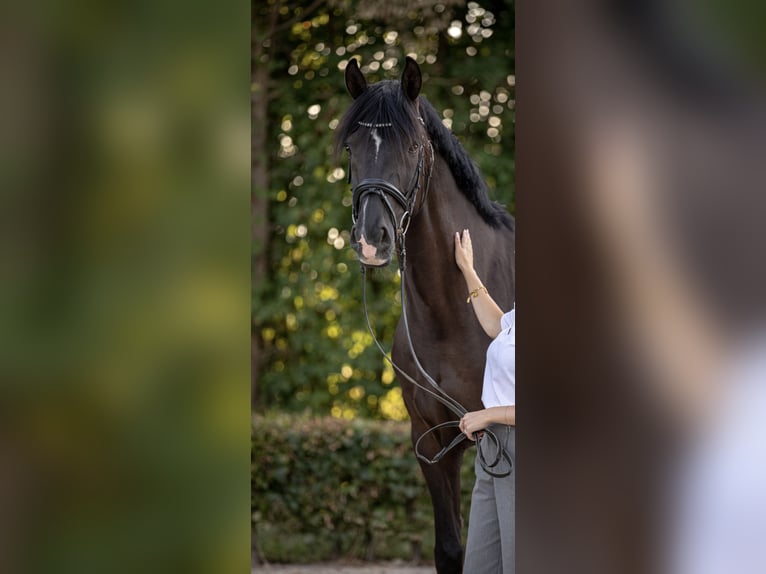 KWPN Wallach 12 Jahre 168 cm Rappe in Werne