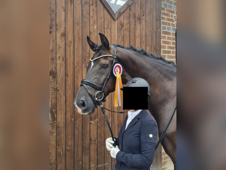 KWPN Wallach 12 Jahre 168 cm Rappe in Werne