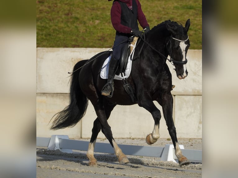 KWPN Wallach 12 Jahre 168 cm Rappe in Nettersheim