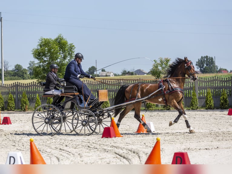 KWPN Wallach 12 Jahre 168 cm Rotbrauner in Jeżów