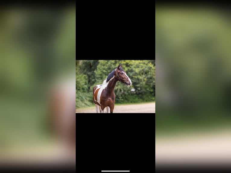 KWPN Wallach 12 Jahre 168 cm Schecke in Boom