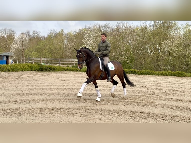 KWPN Wallach 12 Jahre 170 cm Brauner in Rosdorf
