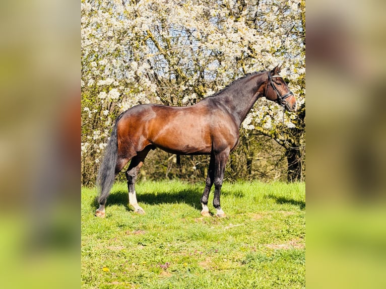 KWPN Wallach 12 Jahre 170 cm Brauner in Rosdorf
