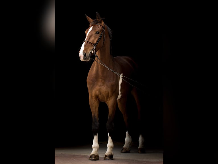 KWPN Wallach 12 Jahre 170 cm Brauner in Kolín