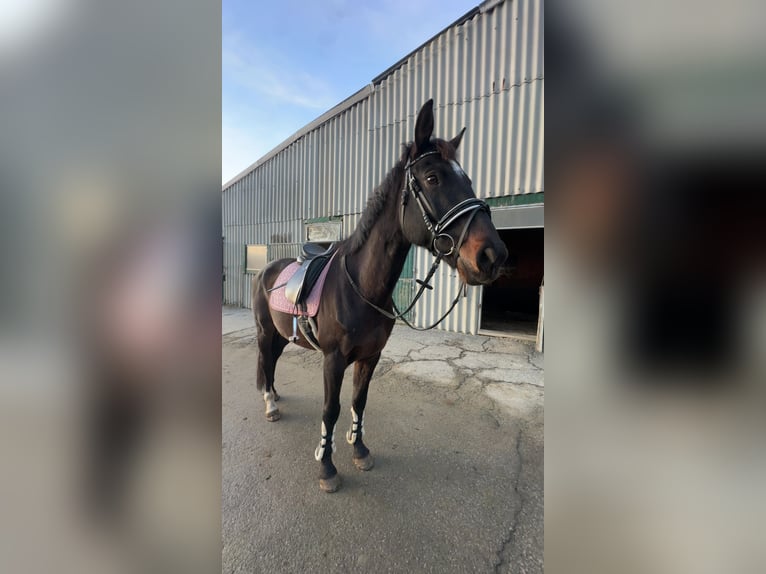 KWPN Wallach 12 Jahre 170 cm Dunkelbrauner in Köflach