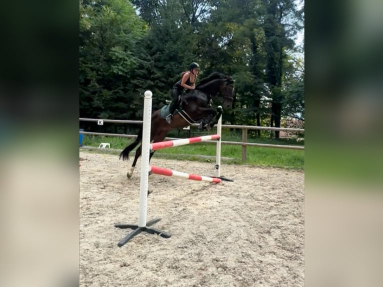 KWPN Wallach 12 Jahre 170 cm Dunkelbrauner in Köflach