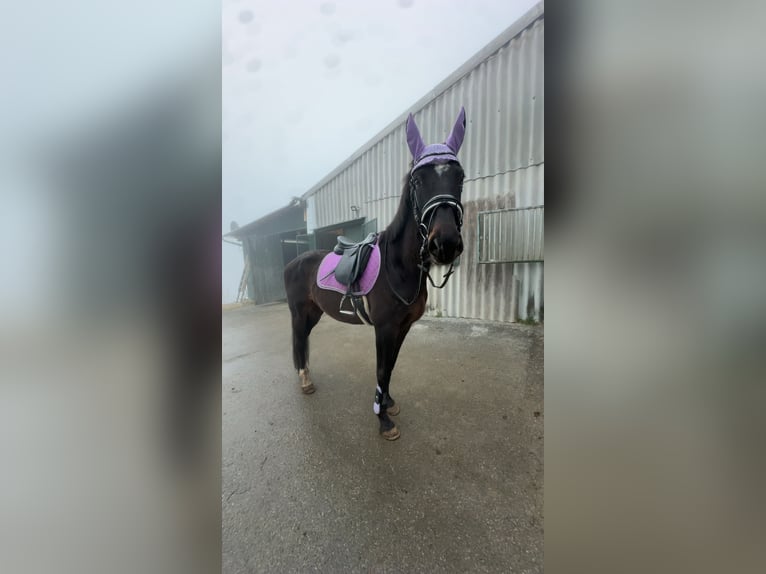 KWPN Wallach 12 Jahre 170 cm Dunkelbrauner in Köflach