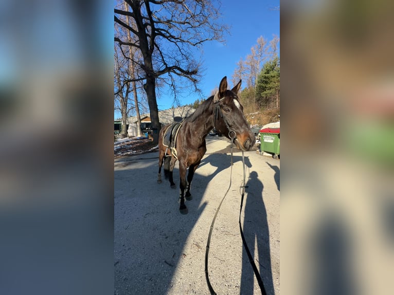 KWPN Wallach 12 Jahre 170 cm Dunkelbrauner in Köflach