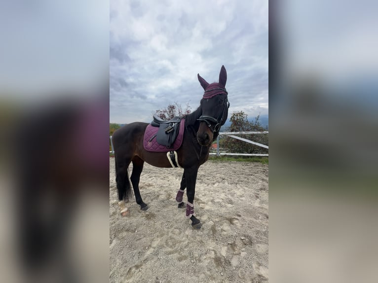 KWPN Wallach 12 Jahre 170 cm Dunkelbrauner in Köflach