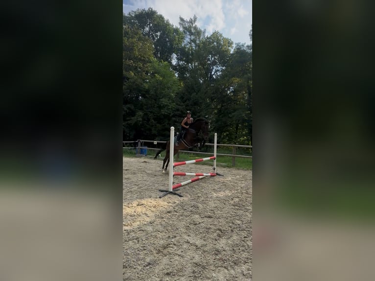 KWPN Wallach 12 Jahre 170 cm Dunkelbrauner in Köflach